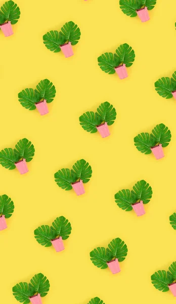 Tropikalne Palma monstera liści leży w pastelowych wiaderka na kolorowym tle. Mieszkanie świeckich modny wzór minimalne. Widok z góry — Zdjęcie stockowe