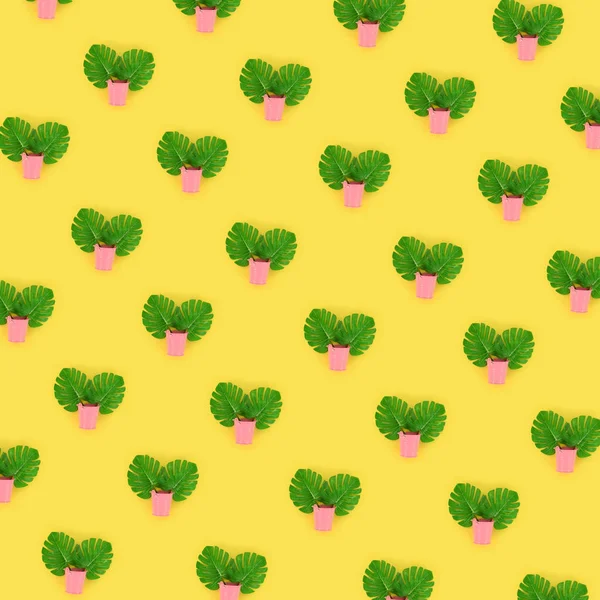 Tropikalne Palma monstera liści leży w pastelowych wiaderka na kolorowym tle. Mieszkanie świeckich modny wzór minimalne. Widok z góry — Zdjęcie stockowe