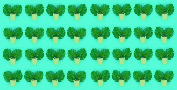 Tropical palm monstera leaves lies in a pastel pails on a colored background. Flat lay trendy minimal pattern. Top view