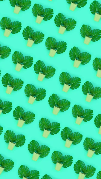 Hojas de palma tropical monstera se encuentra en un tarro de pastel sobre un fondo de color. Piso tendido patrón minimalista de moda. Vista superior — Foto de Stock