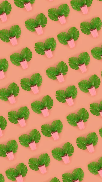 Tropical palm monstera leaves lies in a pastel pails on a colored background. Flat lay trendy minimal pattern. Top view — Stock Photo, Image