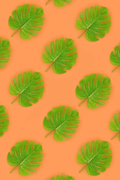 Tropical palm monstera leaves lies on a pastel colored paper. Nature summer concept pattern. Flat lay composition. Top view