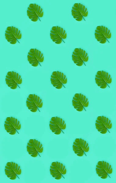 Tropical palm monstera leaves lies on a pastel colored paper. Nature summer concept pattern. Flat lay composition. Top view