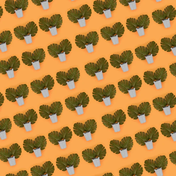 Hojas de palma tropical monstera se encuentra en un tarro de pastel sobre un fondo de color. Piso tendido patrón minimalista de moda. Vista superior — Foto de Stock
