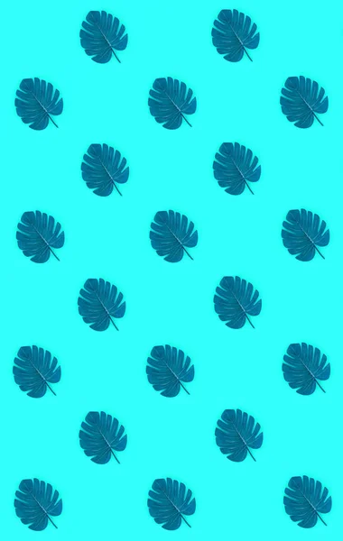 Tropical palm monstera leaves lies on a pastel colored paper. Nature summer concept pattern. Flat lay composition. Top view