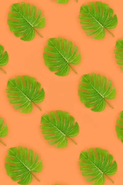 Folhas de monstera de palma tropical jaz em um papel de cor pastel. Natureza verão conceito padrão. Composição de leigos planos. Vista superior — Fotografia de Stock