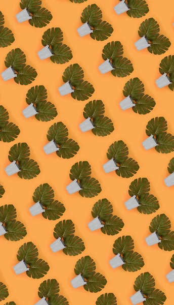 Hojas de palma tropical monstera se encuentra en un tarro de pastel sobre un fondo de color. Piso tendido patrón minimalista de moda. Vista superior —  Fotos de Stock