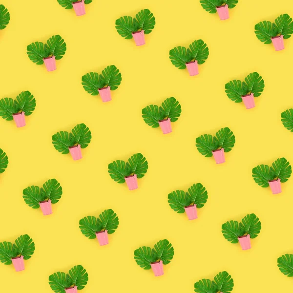 Tropische palmbladeren monstera ligt in een pastel emmers op een gekleurde achtergrond. Plat lag trendy minimale patroon. Bovenaanzicht — Stockfoto