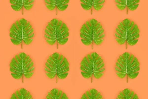 Tropisk palm monstera blad ligger en pastell färgade papper. Naturen sommaren koncept mönster. Lägenheten låg sammansättning. Ovanifrån — Stockfoto