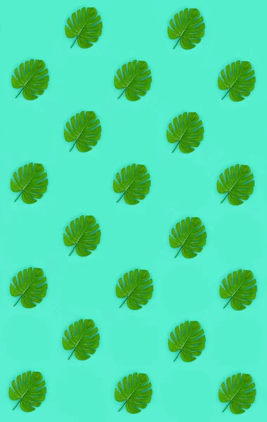 Tropikalne Palma monstera liści leży na pastelowych, kolorowego papieru. Wzór koncepcja lato natura. Mieszkanie świeckich składu. Widok z góry — Zdjęcie stockowe