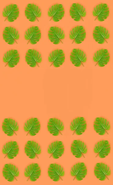 Tropical palm monstera leaves lies on a pastel colored paper. Nature summer concept pattern. Flat lay composition. Top view