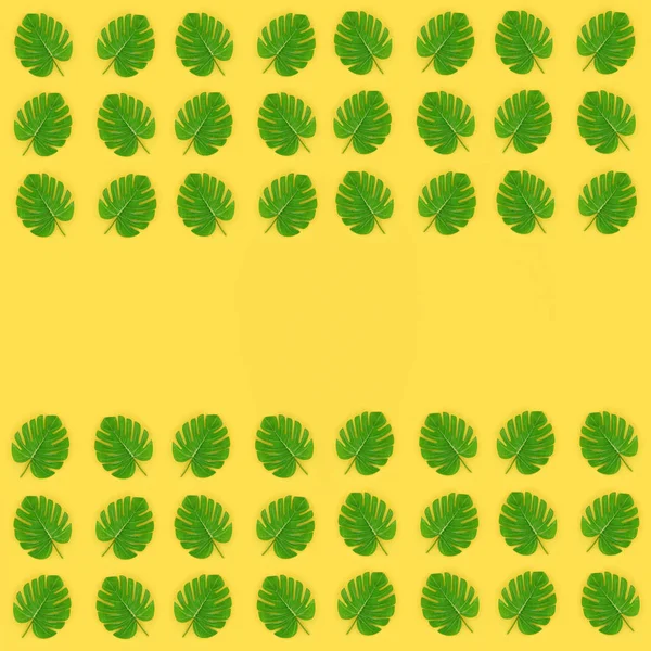 Hojas de palma tropical monstera se encuentra en un papel de color pastel. Naturaleza patrón de concepto de verano. Composición plana. Vista superior — Foto de Stock
