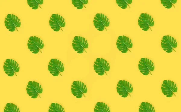 Tropical palm monstera leaves lies on a pastel colored paper. Nature summer concept pattern. Flat lay composition. Top view