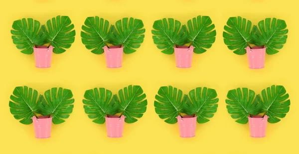 Tropical palm monstera leaves lies in a pastel pails on a colored background. Flat lay trendy minimal pattern. Top view