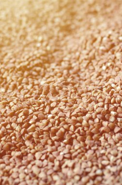 Arka plan doku buğday büyük bir yığın. Gün ışığında birçok buğday taneleri yakın çekim