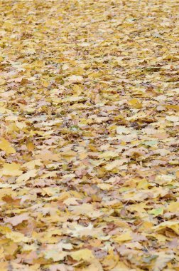 Çok sayıda yere düşmüş ve sararmış sonbahar yaprakları. Sonbahar arka plan dokusu