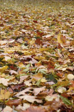 Çok sayıda yere düşmüş ve sararmış sonbahar yaprakları. Sonbahar arka plan dokusu