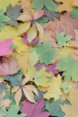 Çok sayıda yere düşmüş ve sararmış sonbahar yaprakları. Sonbahar arka plan dokusu