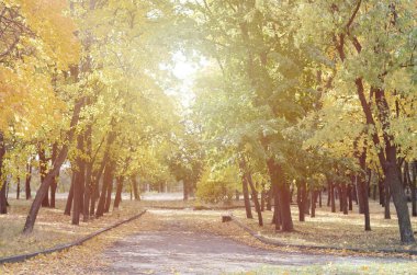 Akşam manzara ağaçlar ve bir sürü sarılık ile parkta yolda düşmüş yaprak