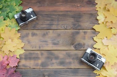 Bir arka plan yüzeyi koyu kahverengi renk doğal ahşap kurulların düşen sonbahar yaprakları sararma kümesi arasında iki eski fotoğraf makinesi