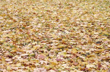 Çok sayıda yere düşmüş ve sararmış sonbahar yaprakları. Sonbahar arka plan dokusu