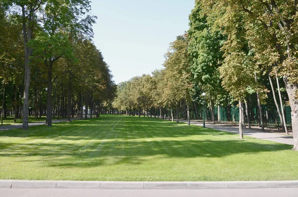 Grüne Und Orangefarbene Bäume Einem Wunderschönen Park Florale Und Natürliche — Stockfoto