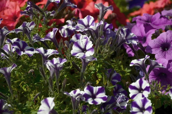 Rengarenk Menekşe Mor Petunyaların Ile Flowerbed Makro Çekim Güzel Renkli — Stok fotoğraf