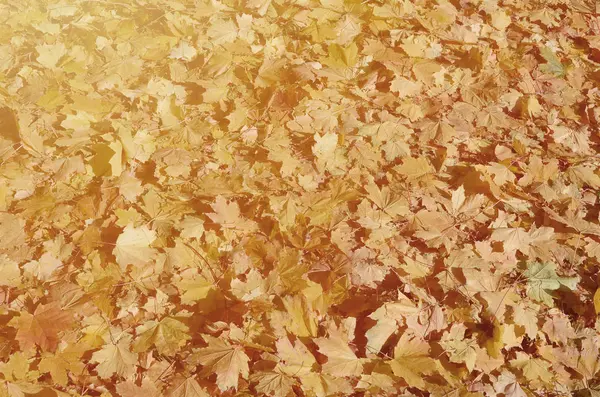 Цветное Фоновое Изображение Опавших Осенних Листьев Идеально Подходит Сезонного Использования — стоковое фото
