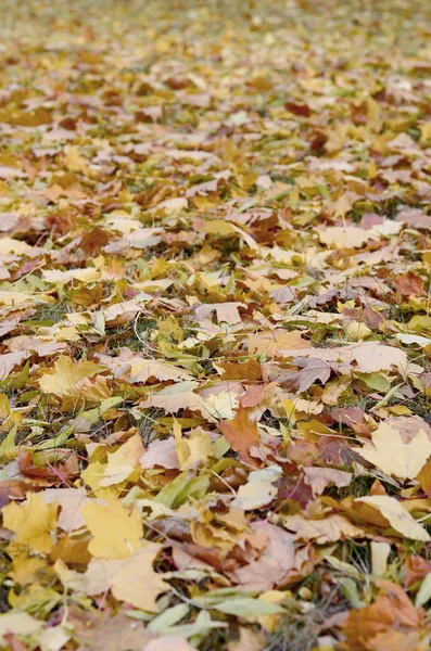 Duża Liczba Poległych Pożółkłych Liści Jesienią Ziemi Jesienne Tekstura Tło — Zdjęcie stockowe