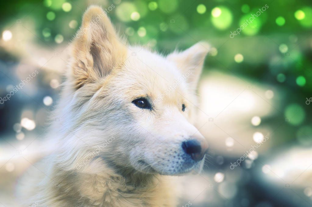 Portrait of the white siberian samoyed husky dog with heterochromia. Phenomenon when eyes have different colors. Green bokeh fairy background