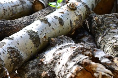 Odun sert beyaz kabuğu ile eski kavak closeup. Ağaçlarının felling