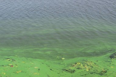 Eski bir bataklık yüzeyi duckweed ile kaplı ve lily bırakır. Karanlık su arka plan üzerinde birçok küçük yeşil yaprakları