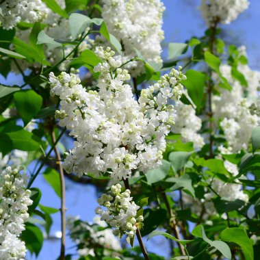 Beyaz Lila ve yeşil yaprakları dallarında. Arka plan güzel çiçek leylak dalı ile