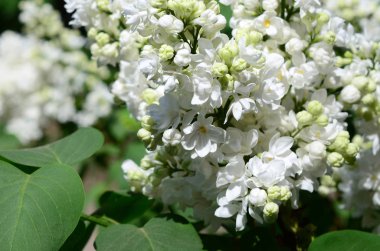 Beyaz Lila ve yeşil yaprakları dallarında. Arka plan güzel çiçek leylak dalı ile