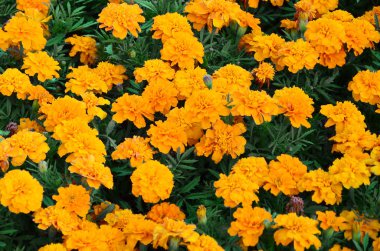 Çok sayıda güzel bloomed sarı marigolds bir açık hava flowerbed içinde. Üstten görünüm