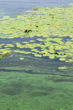 Eski bir bataklık yüzeyi duckweed ile kaplı ve lily bırakır. Karanlık su arka plan üzerinde birçok küçük yeşil yaprakları