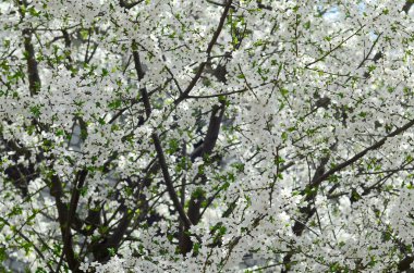 Bir bahçe beyaz çiçeklerle çiçek açması yeşil elma ağacının yakın çekim