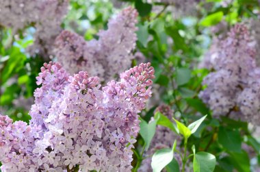 Mor Lila ve yeşil yaprakları dallarında. Arka plan güzel çiçek leylak dalı ile