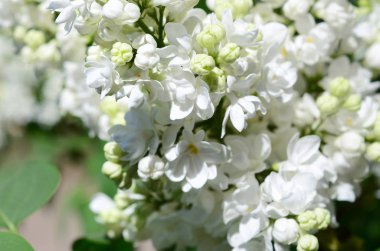 Beyaz Lila ve yeşil yaprakları dallarında. Arka plan güzel çiçek leylak dalı ile