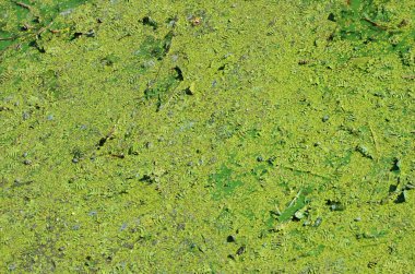 Eski bir bataklık yüzeyi duckweed ile kaplı ve lily bırakır. Karanlık su arka plan üzerinde birçok küçük yeşil yaprakları