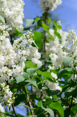 Beyaz Lila ve yeşil yaprakları dallarında. Arka plan güzel çiçek leylak dalı ile