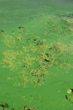 Eski bir bataklık yüzeyi duckweed ile kaplı ve lily bırakır. Karanlık su arka plan üzerinde birçok küçük yeşil yaprakları