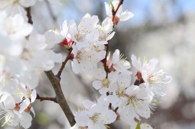 Mavi gökyüzü arka plan bahar beyaz çiçekli pembe elma ağacı çiçekleri