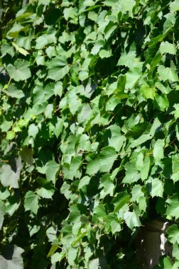 Bir bağ doku yeşil sarmaşık ile büyümüş bir duvar kadar yakın bırakır