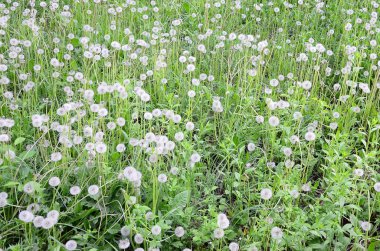 Doğa, doğal arka plan beyaz kabarık dandelions çiçek. Birçok çiçek yeşil çayır kapatın. Seçici odak