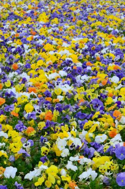 Çok renkli homo çiçek veya arka plan veya kart olarak hercai menekşe. Çiçekli Beyaz Sarı ve mor homo flowerbed perspektif üzerinde renkli hercai menekşe alan.