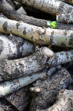 Odun sert beyaz kabuğu ile eski kavak closeup. Ağaçlarının felling