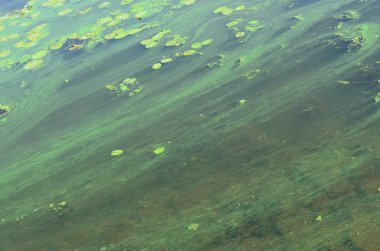 Eski bir bataklık yüzeyi duckweed ile kaplı ve lily bırakır. Karanlık su arka plan üzerinde birçok küçük yeşil yaprakları