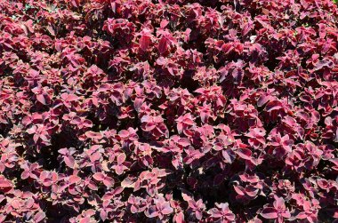 Hem de çok alacalı boyalı ısırgan otu, dekoratif arka plan bırakır. Kırmızı, sarı ve yeşil yaprakları coleus bitki. Plectranthus scutellarioides, Ballıbabagiller, blumei, solenostemon