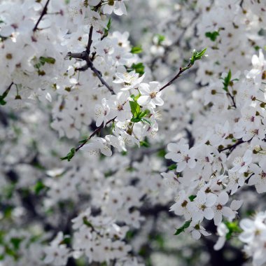 Mavi gökyüzü arka plan bahar beyaz çiçekli pembe elma ağacı çiçekleri